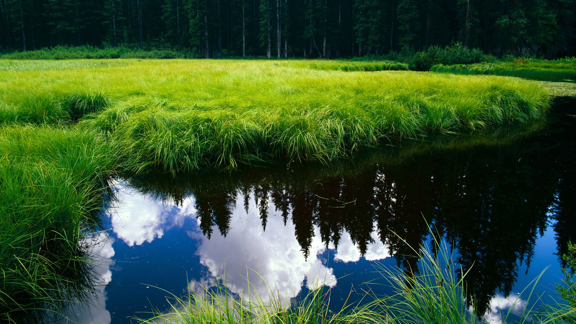 熊猫体育-秘鲁击败波兰，厄德高展现巨星价值，南美风暴席卷欧洲