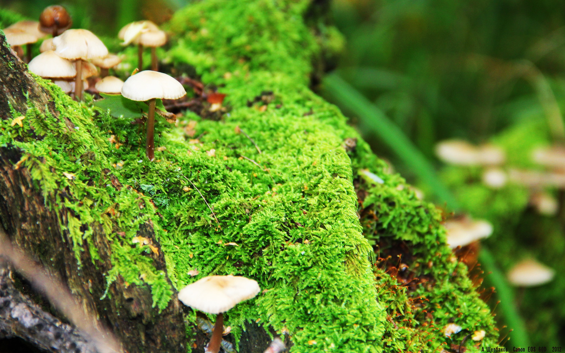 绝境时刻的王者,从埃及足球到NBA赛场,那些改写历史的最后时刻